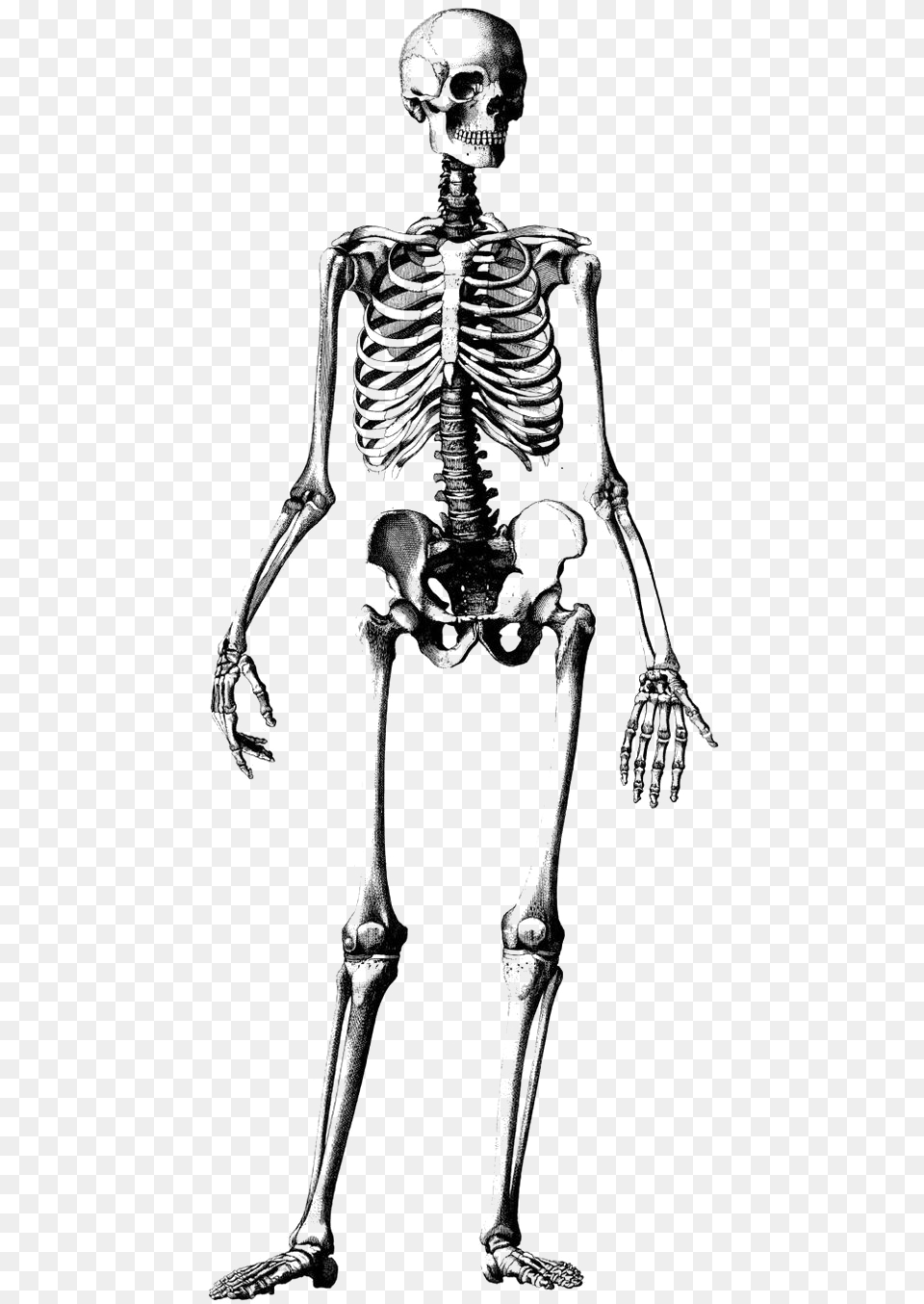 Transparent Skeleton Clipart Anatomy Human Skeleton Drawing, Adult, Female, Person, Woman Png Image