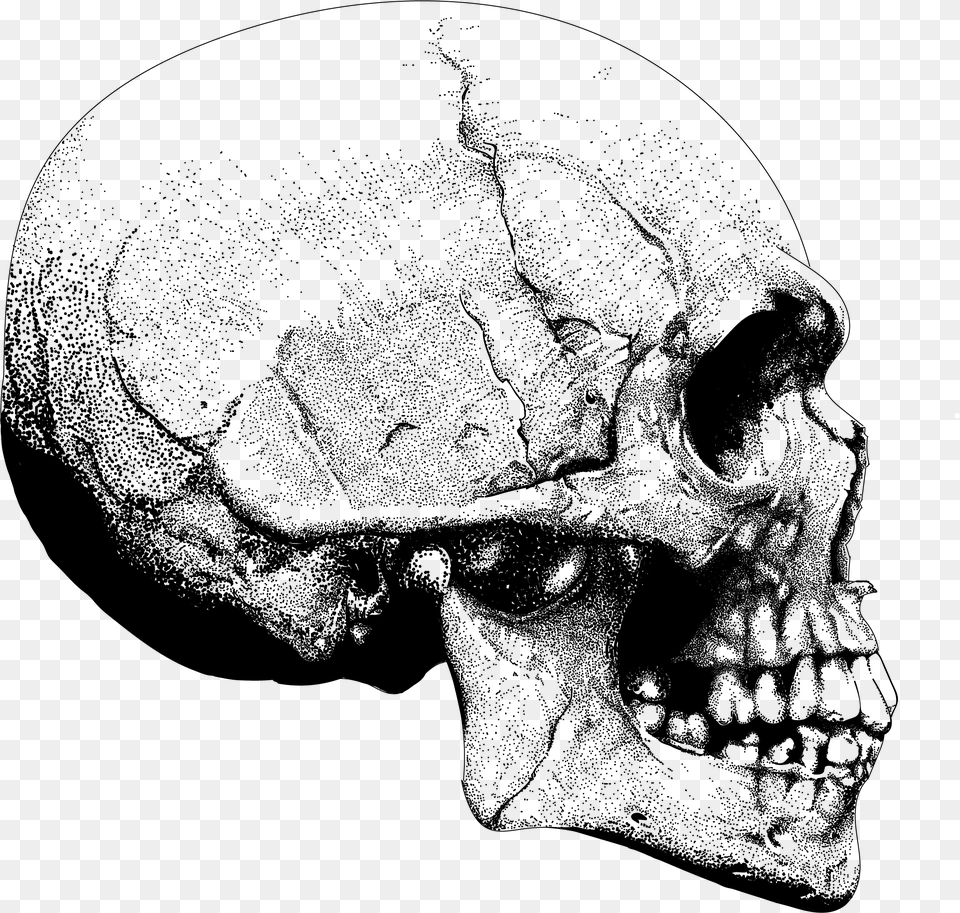 Transparent Skeleton Skull Side On, Adult, Male, Man, Person Free Png Download