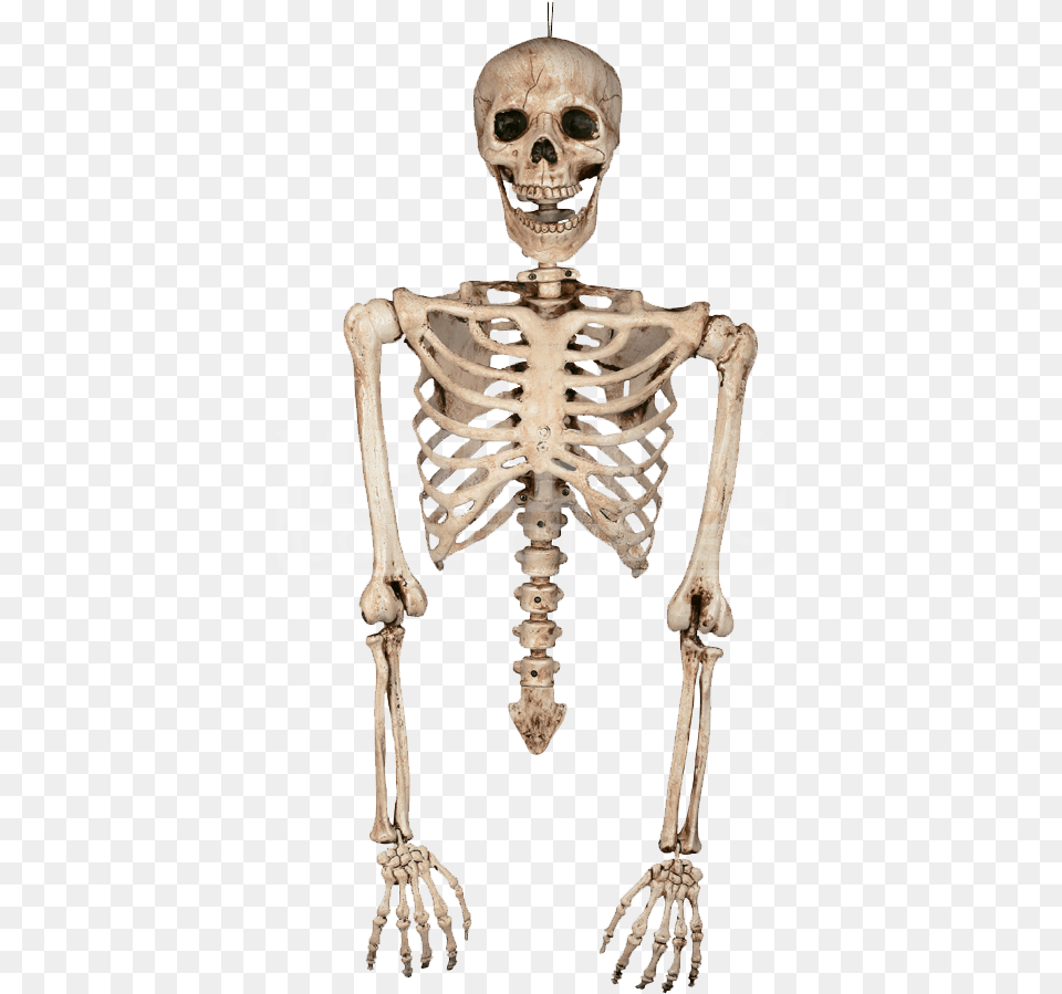 Transparent Skeleton Transparent Png Image