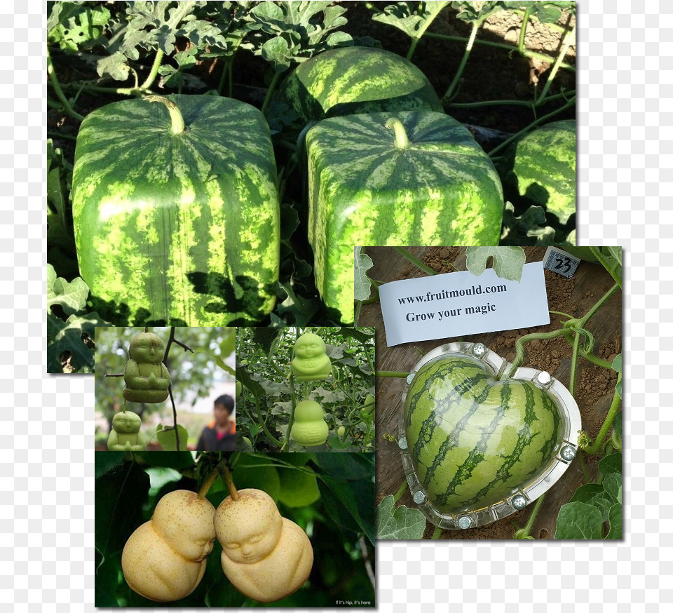 Transparent Skelton Human Body Shape Fruit, Food, Plant, Produce, Person Png