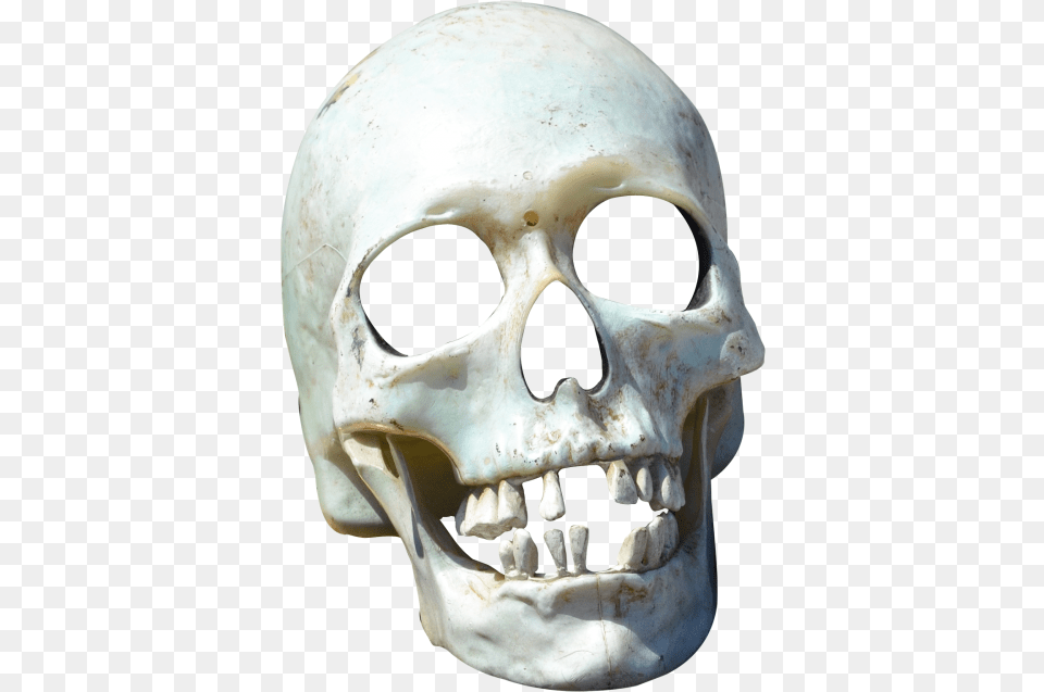 Transparent Skull, Head, Person, Animal, Fish Free Png Download