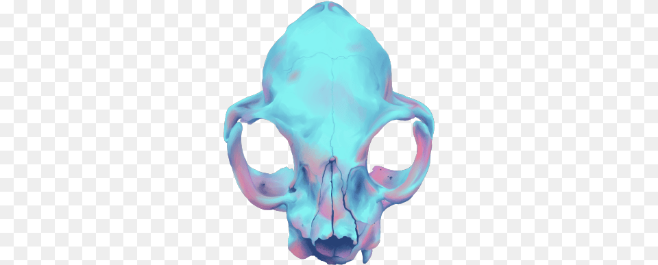 Transparent Skull Tumblr Cat Skull Tumblr Transparent, Ct Scan, Baby, Person Png