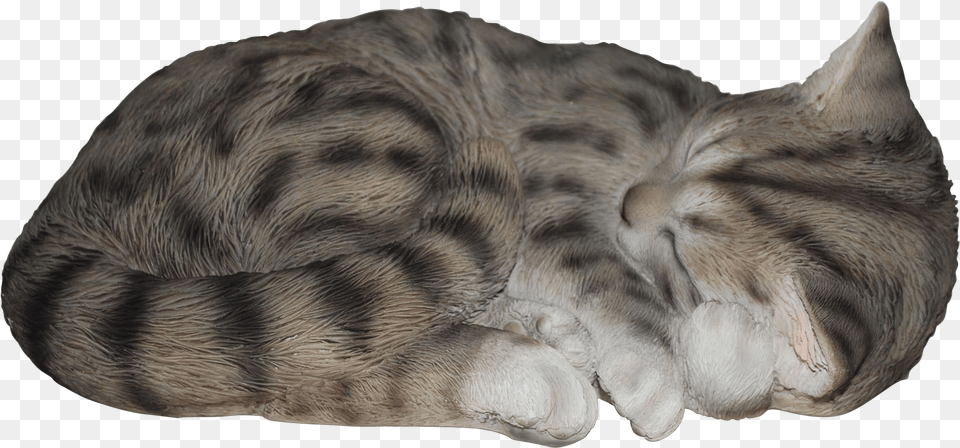 Transparent Sleeping Cat, Animal, Mammal, Wildlife, Bear Png