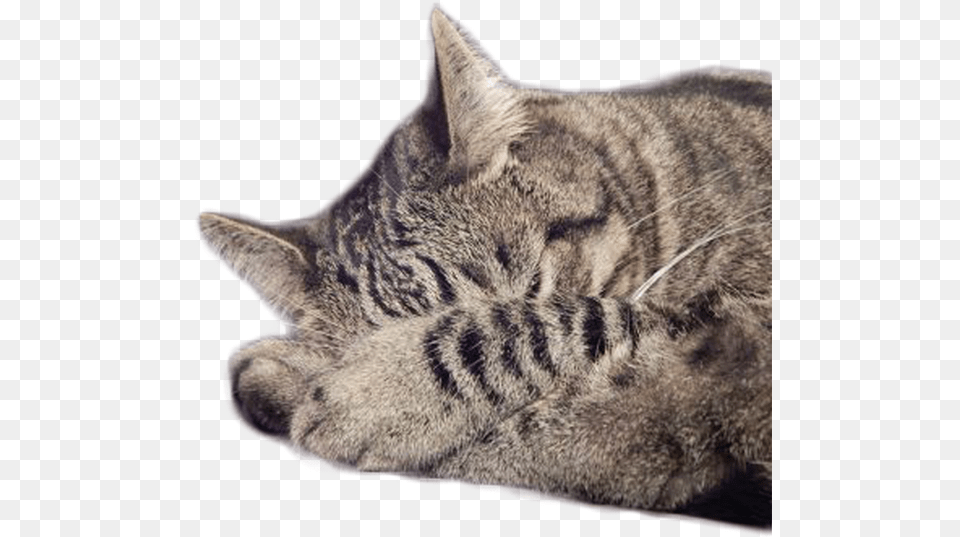 Transparent Sleeping Cat, Animal, Mammal, Pet, Abyssinian Free Png Download