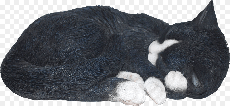 Transparent Sleeping Cat Transparent Cat Sleeping No Background, Person, Animal, Mammal, Bear Free Png