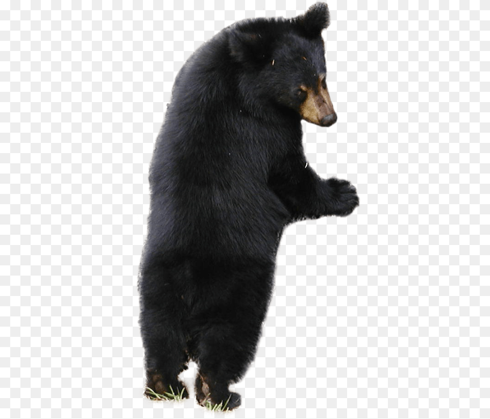 Sloth Sloth Bear White Background, Animal, Mammal, Wildlife, Black Bear Free Transparent Png