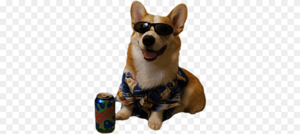 Slurm Dog 4 Ur Blog Dog, Accessories, Sunglasses, Pet, Mammal Free Transparent Png