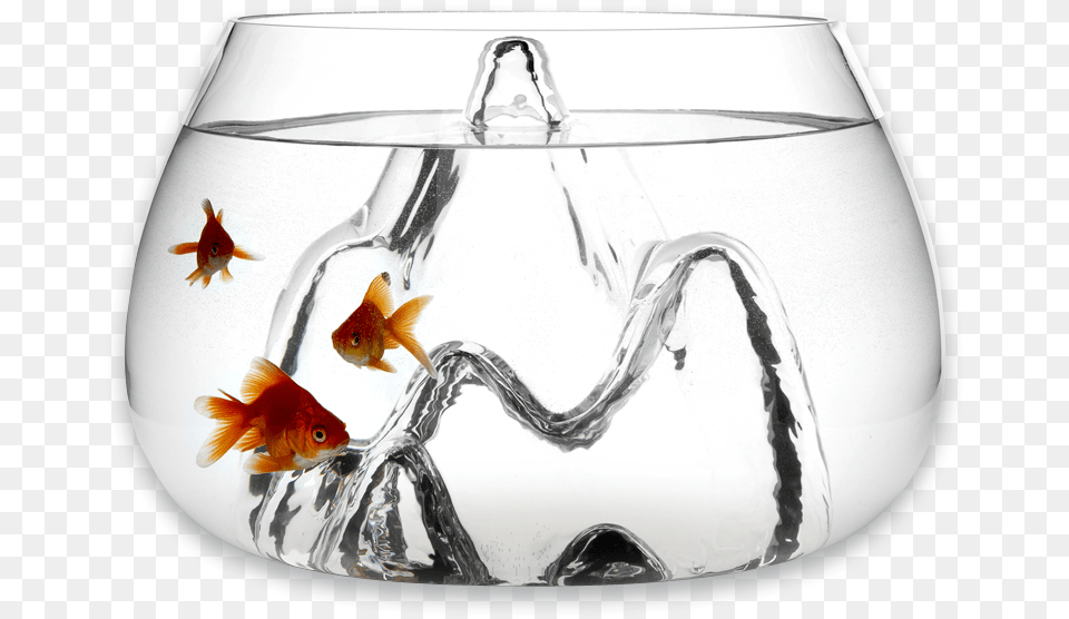 Transparent Small Fish Modern Glass Fish Bowl, Animal, Bird, Penguin, Sea Life Png Image