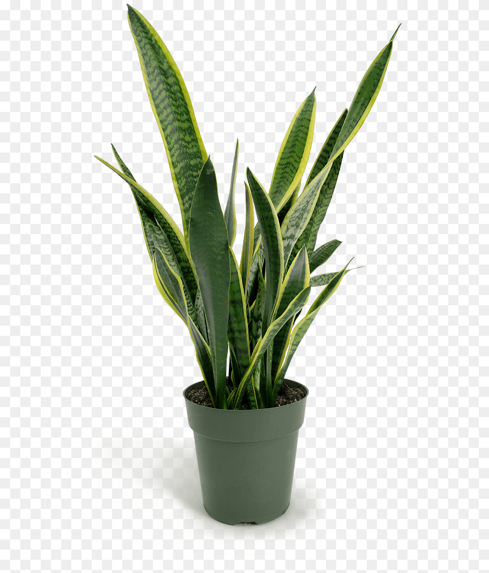 Transparent Small Plants, Leaf, Plant, Potted Plant Png Image