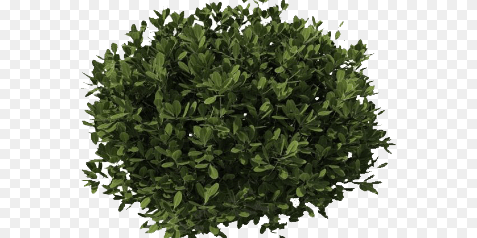 Transparent Small Shrubs Plants Cut Out, Leaf, Plant, Potted Plant, Tree Png Image