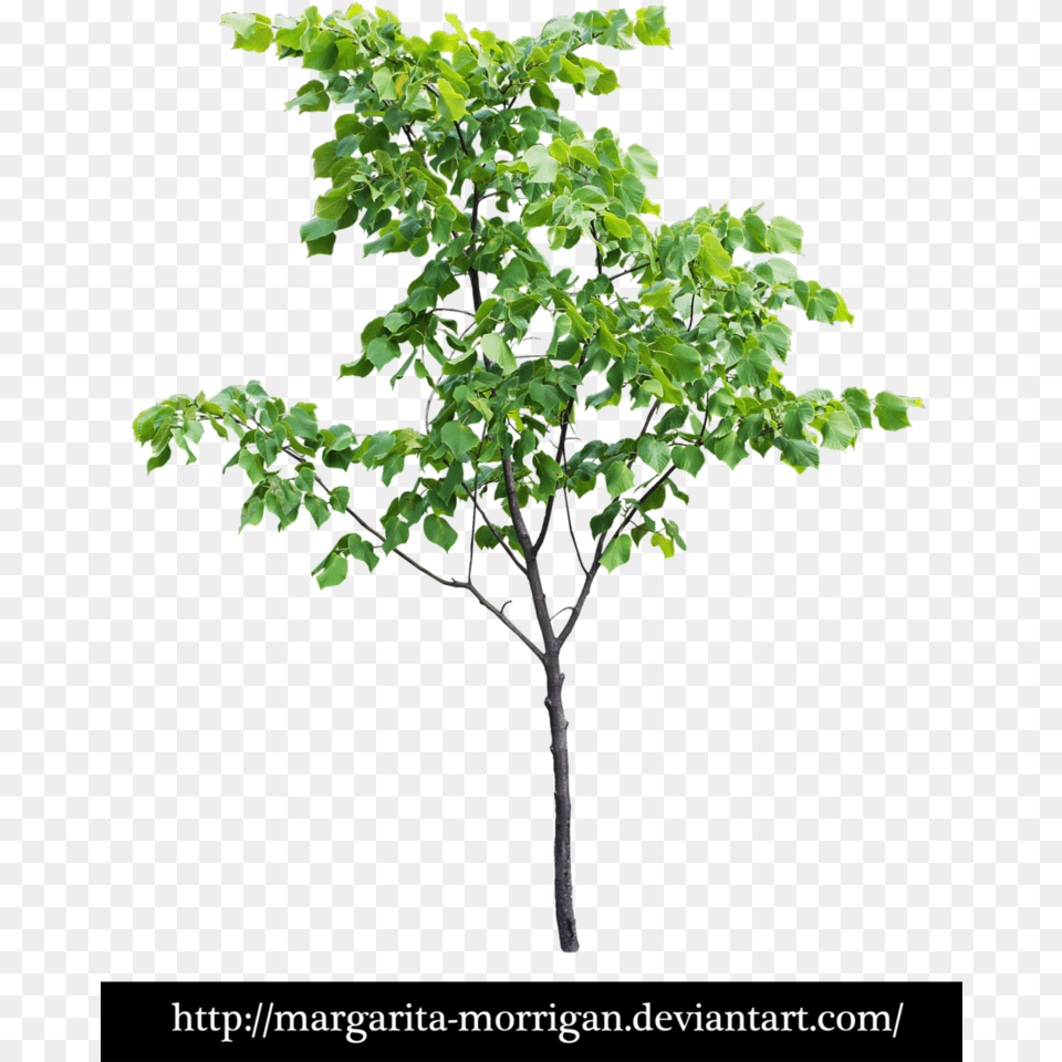 Small Tree, Leaf, Plant, Oak, Potted Plant Free Transparent Png