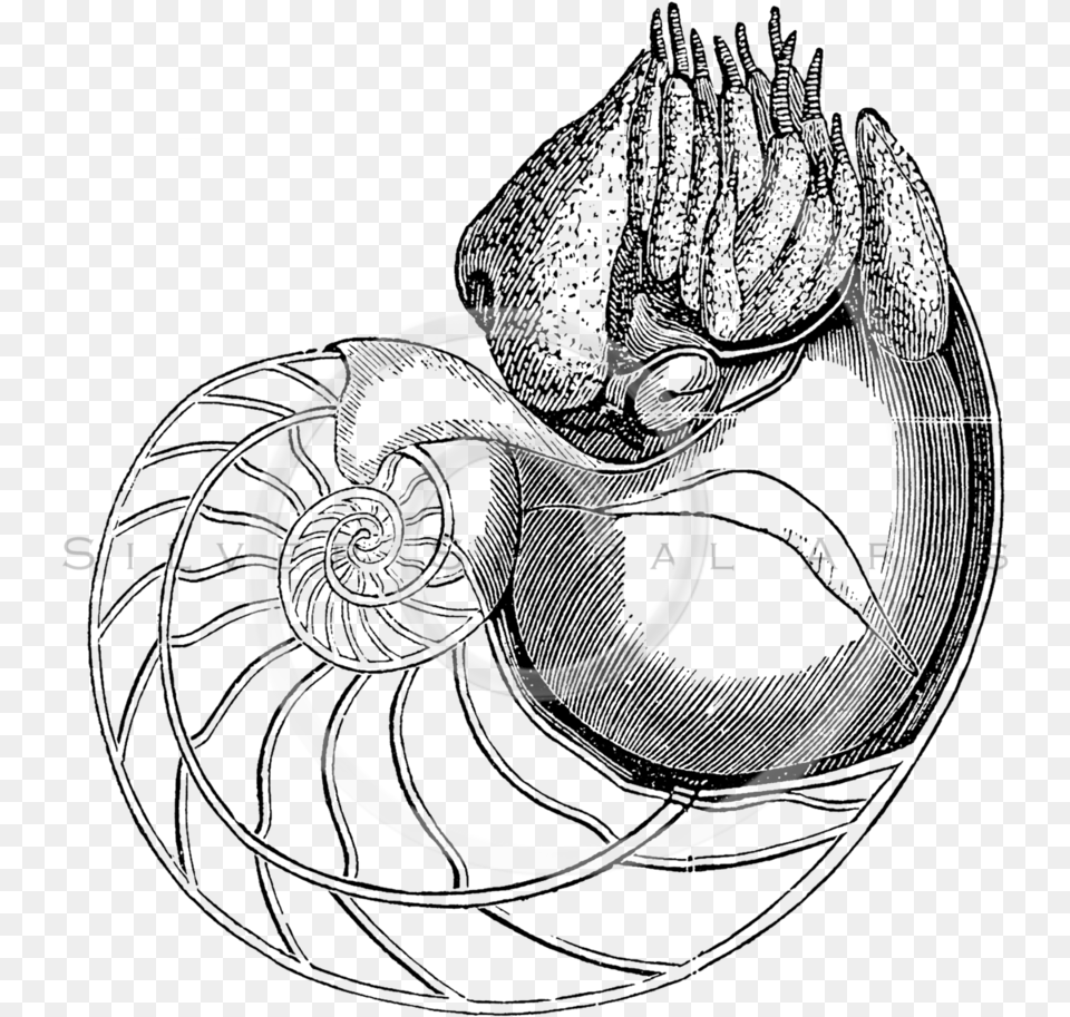 Transparent Snail Clipart Black And White Nautilus Old Scientific Illustration, Coil, Spiral, Disk Free Png