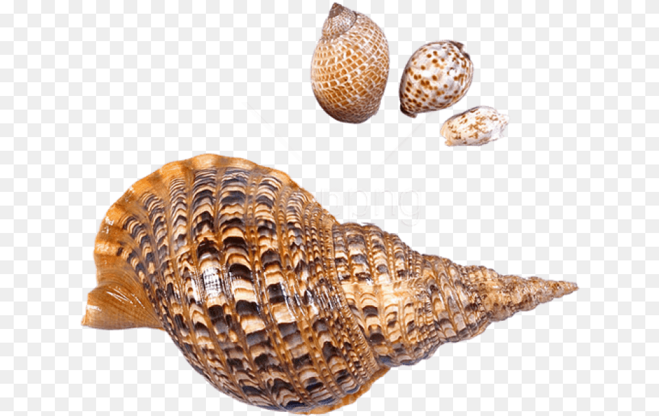 Snail Clipart Black And White Sea Snail, Animal, Sea Life, Invertebrate, Seashell Free Transparent Png