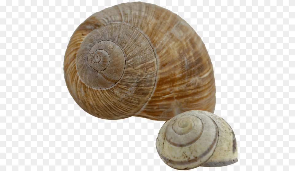 Transparent Snail Shell, Animal, Invertebrate, Sea Life, Seashell Png Image