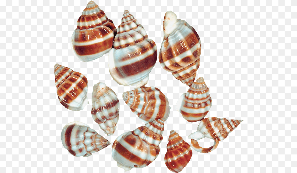 Transparent Snail Shells Sea Snail Of Snail, Animal, Invertebrate, Sea Life, Seashell Png