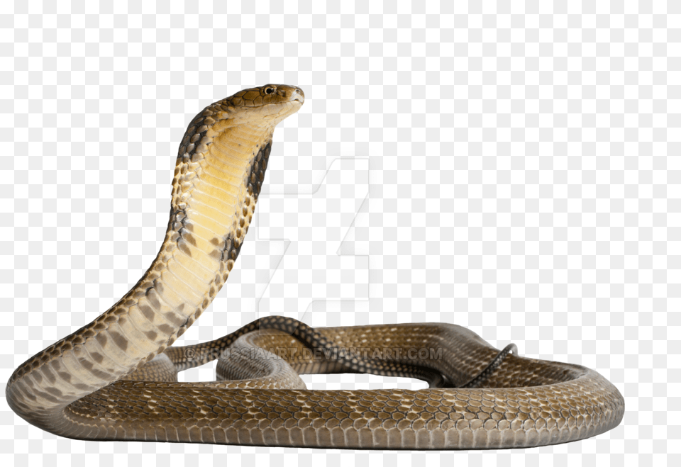 Transparent Snake, Animal, Cobra, Reptile Free Png
