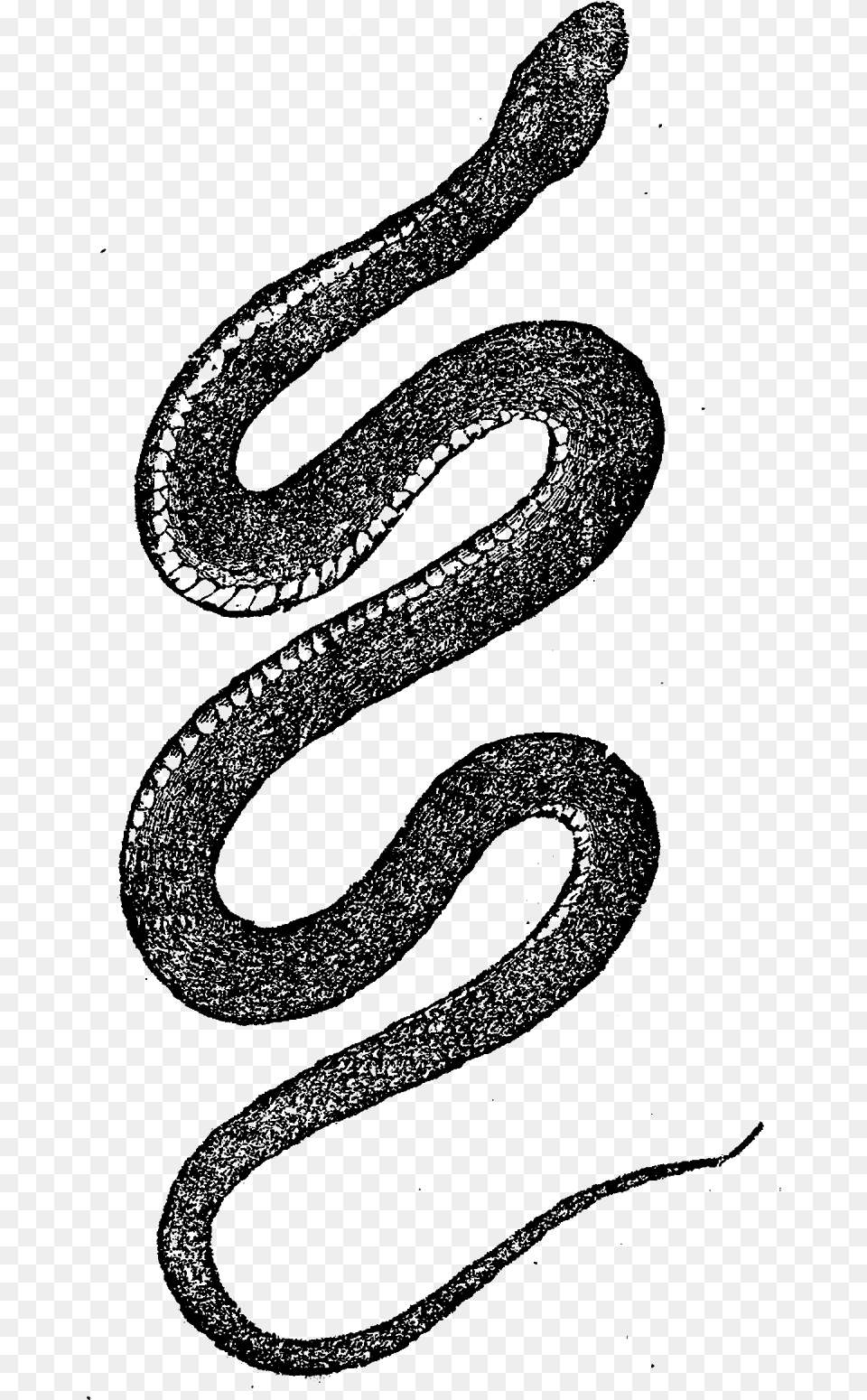 Transparent Snake Art Snake Art, Text, Black Free Png