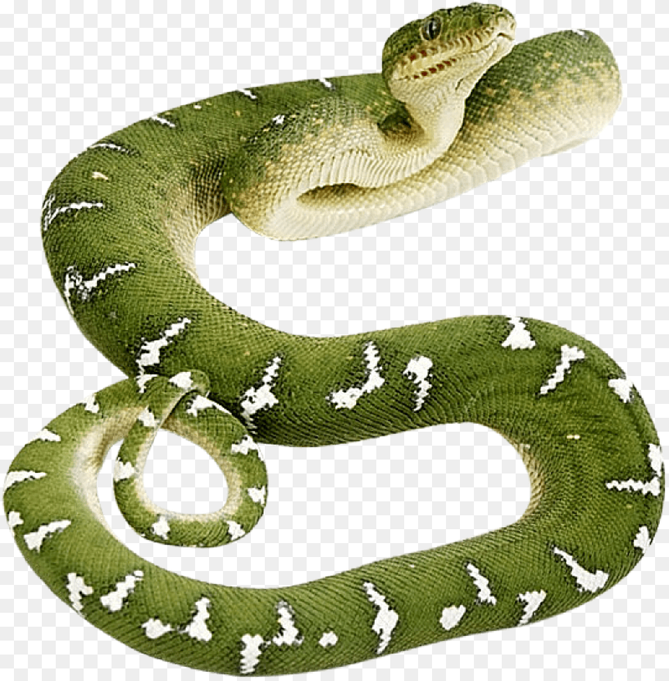 Transparent Snake Green Anaconda Transparent Background, Animal, Reptile Png