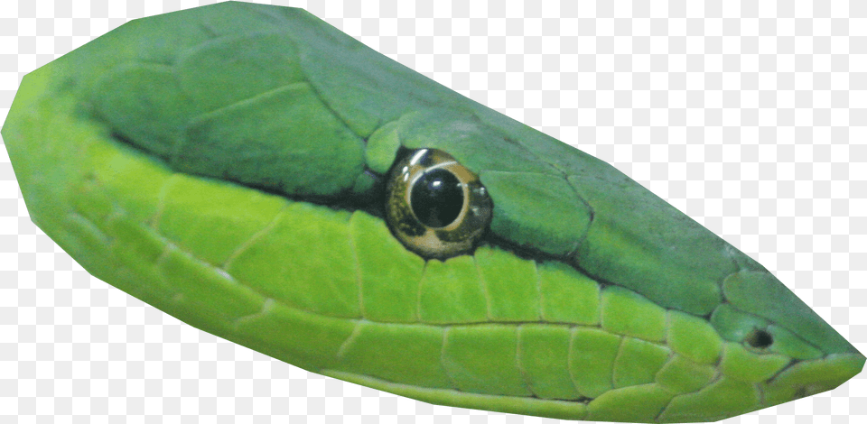 Transparent Snake Head With No Snake Head Transparent, Animal, Reptile, Green Snake Png Image