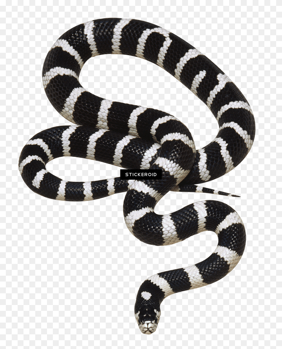 Transparent Snake Transparent Transparent Black Snake, Animal, King Snake, Reptile Free Png
