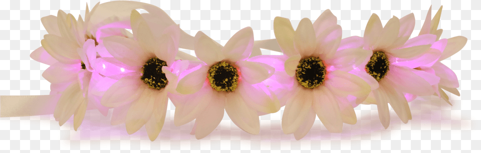 Transparent Snapchat Clipart Artificial Flower, Plant, Petal, Flower Arrangement, Dahlia Png