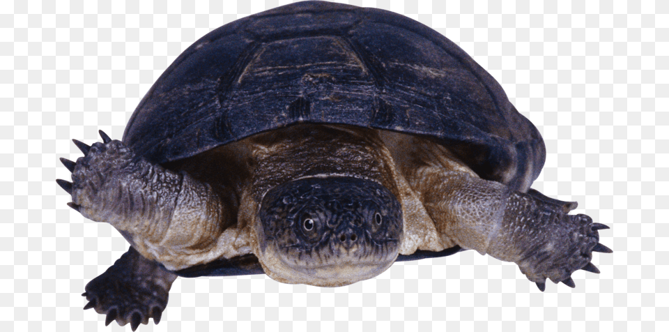 Snapping Turtle Snapping Turtle Background, Animal, Reptile, Sea Life, Tortoise Free Transparent Png