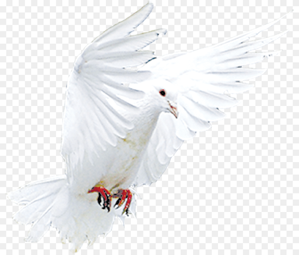 Transparent Snitch Cockatoo, Animal, Bird, Pigeon, Dove Png Image