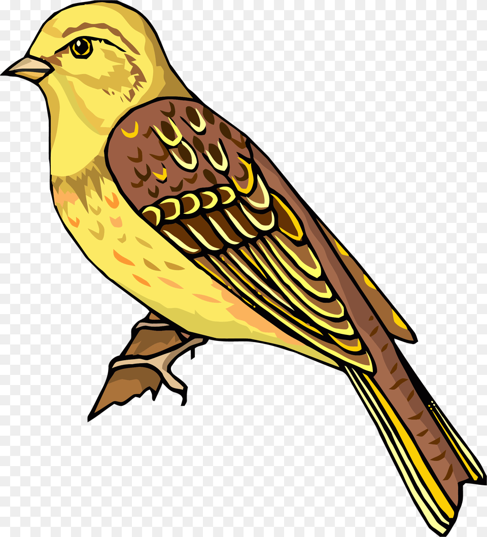 Transparent Snow Bird Clipart Realistic Bird Clipart, Animal, Finch, Fish, Sea Life Png Image