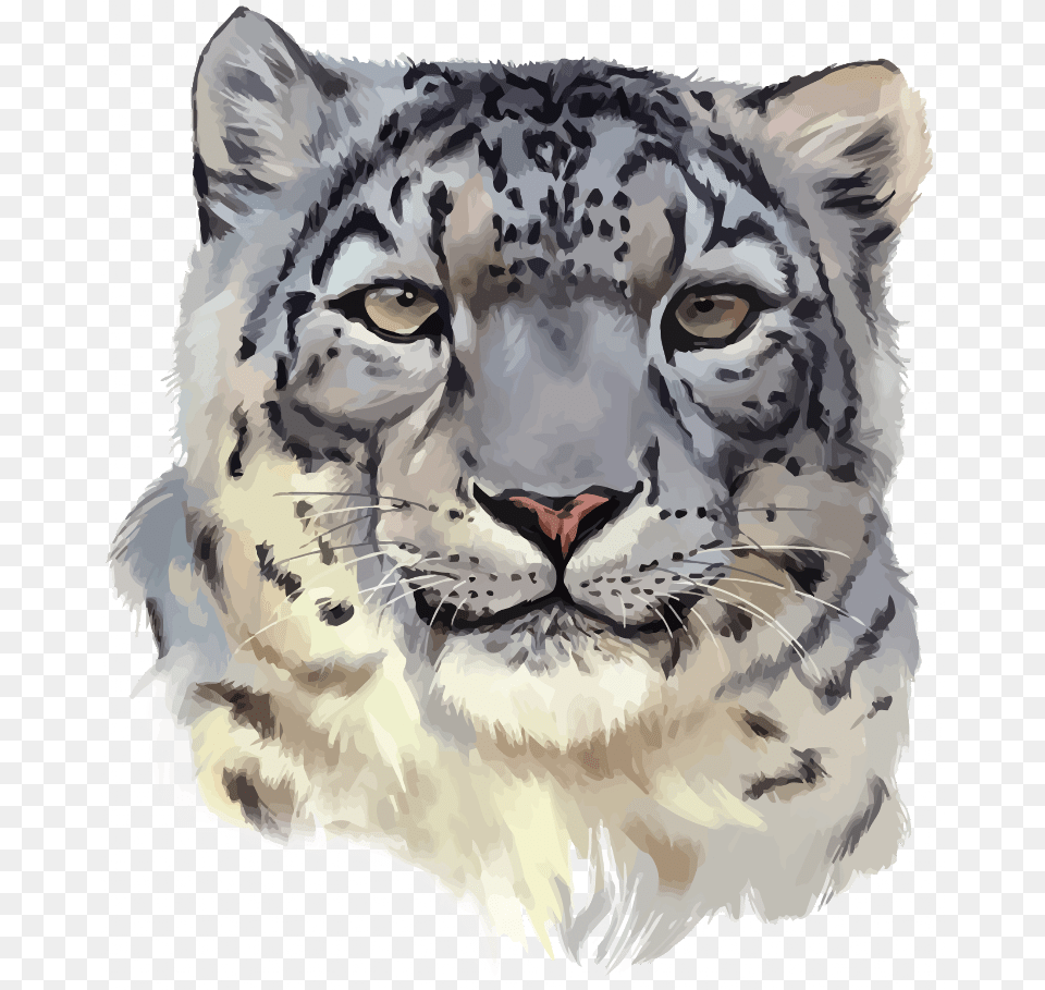 Transparent Snow Leopards, Animal, Mammal, Panther, Wildlife Png