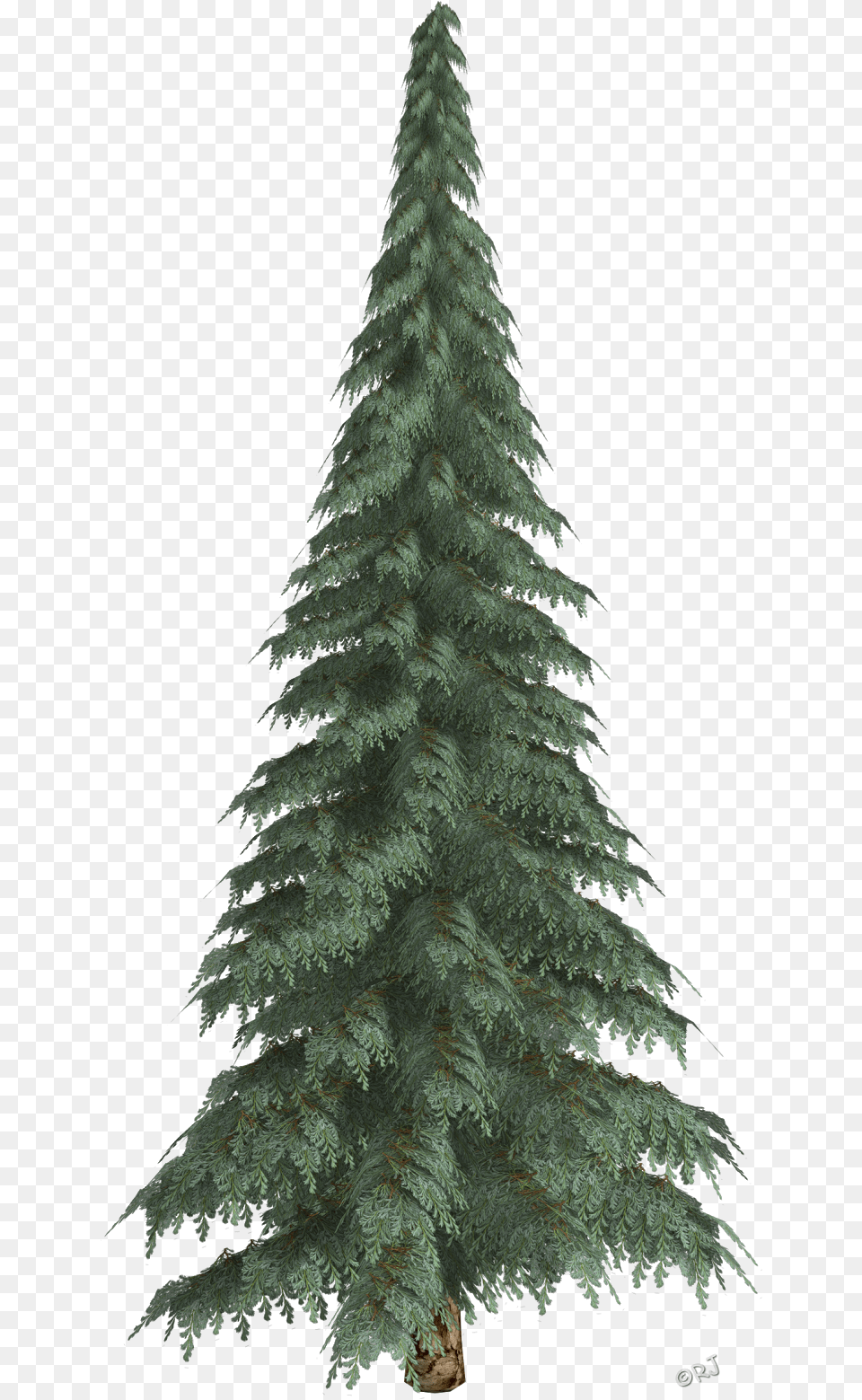 Transparent Snow Trees Winter Tree Transparent, Fir, Plant, Conifer, Pine Free Png