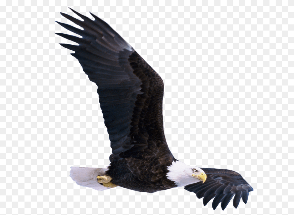 Transparent Soaring Eagle Clipart Black And White Birds Hd New Picsart, Animal, Bird, Bald Eagle, Beak Png