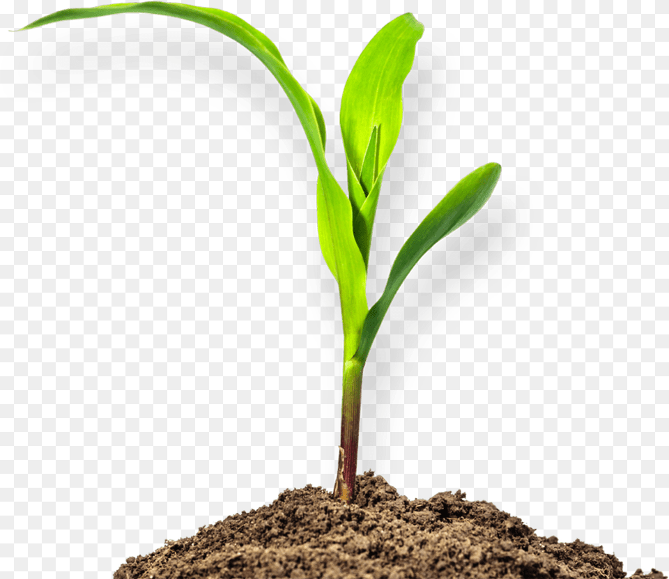 Soil Clipart Mud Plant, Sprout, Leaf Free Transparent Png