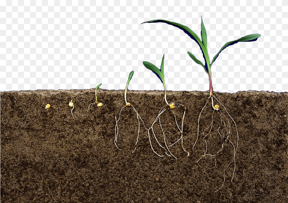 Transparent Soil Layers Clipart Soil Layers Transparent, Plant, Root, Grass, Sprout Png Image