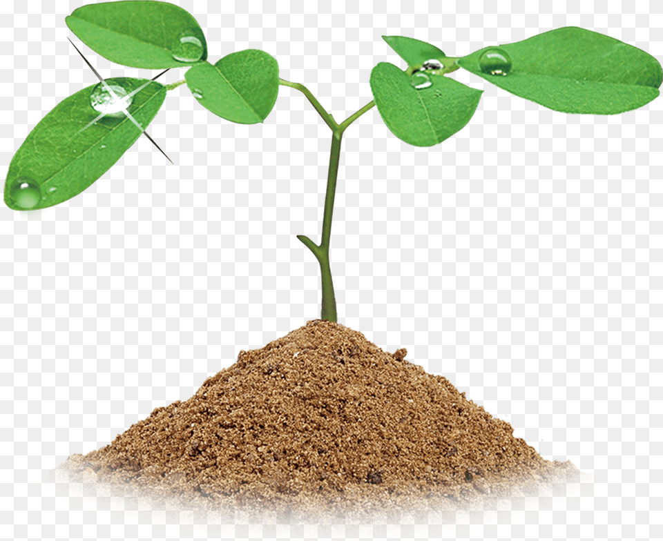 Transparent Soil Other Service Banner Png