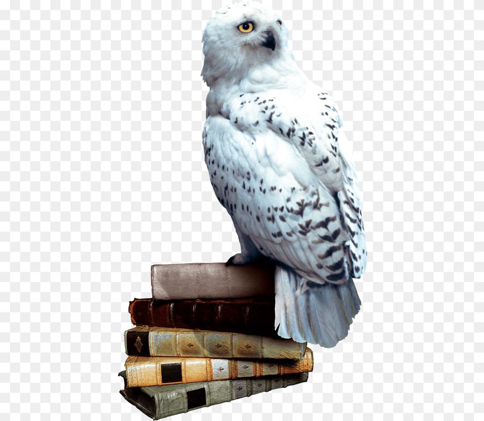 Transparent Sorting Hat Clipart Harry Potter Hedwig, Animal, Bird, Beak Png