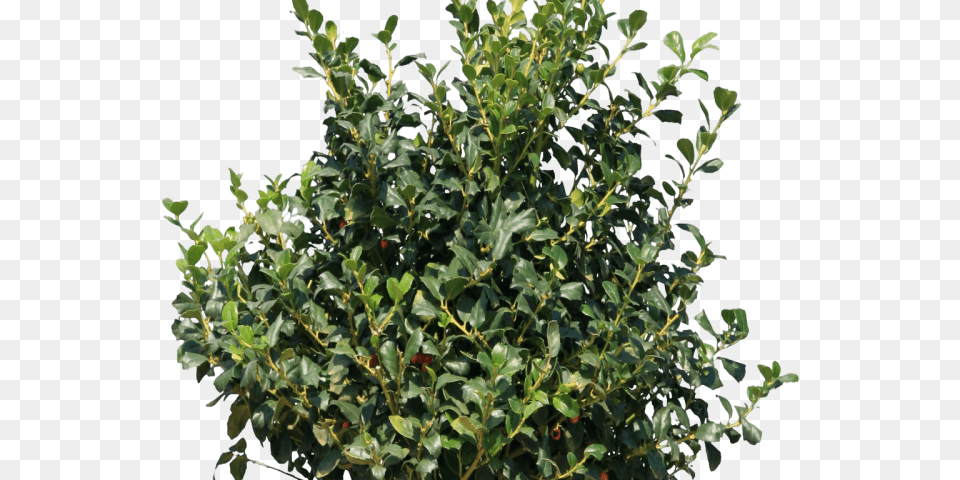 Transparent Southern Magnolia Clipart Bush Transparent, Leaf, Plant, Vegetation, Tree Free Png Download