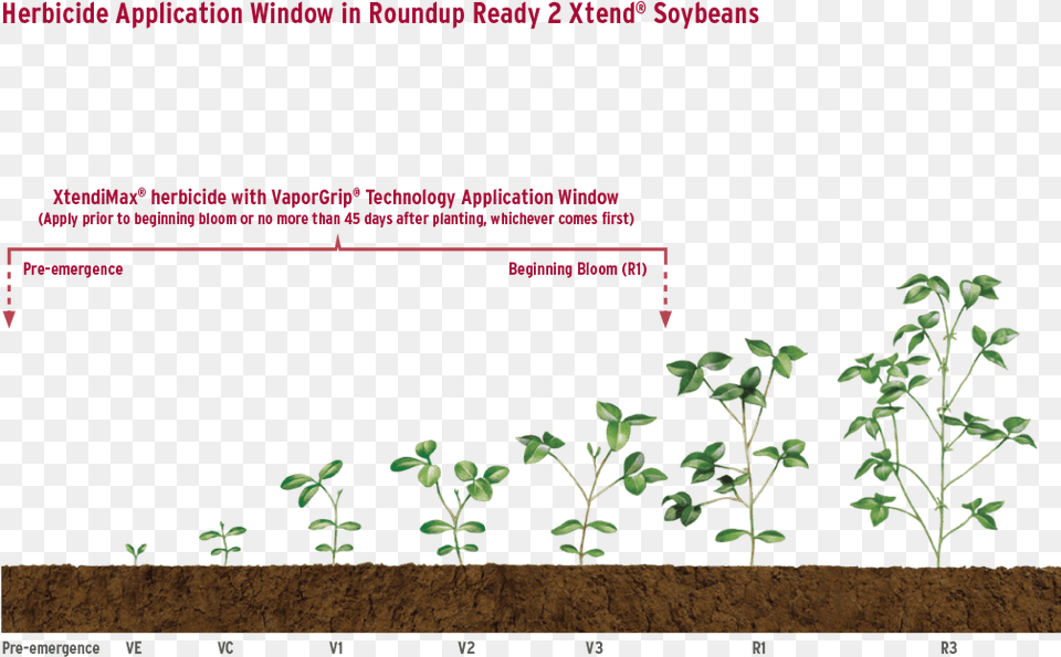 Transparent Soybeans Houseplant, Herbal, Herbs, Plant, Leaf Png