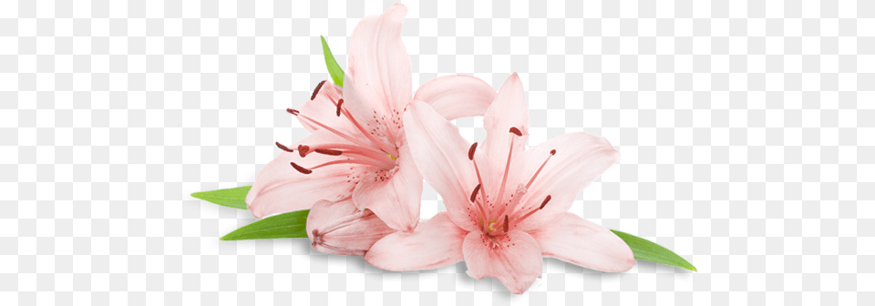 Transparent Spa Flowers Transparent Spa Flower, Anther, Plant, Lily Png