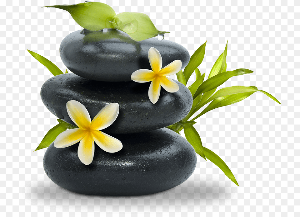 Transparent Spa Stones Spa Transparent Background, Flower, Flower Arrangement, Plant, Ikebana Free Png