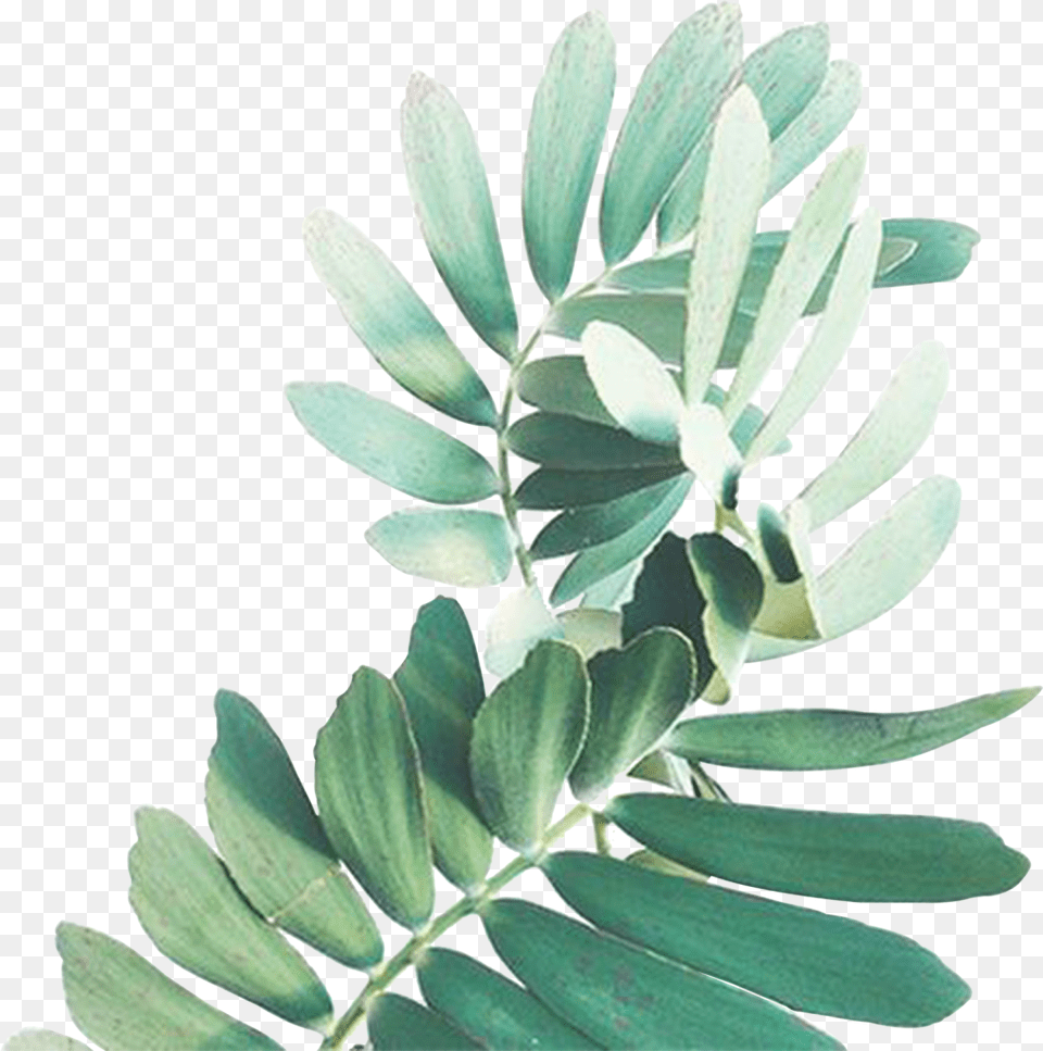 Spa Watercolor Green Leaves, Flower, Leaf, Petal, Plant Free Transparent Png
