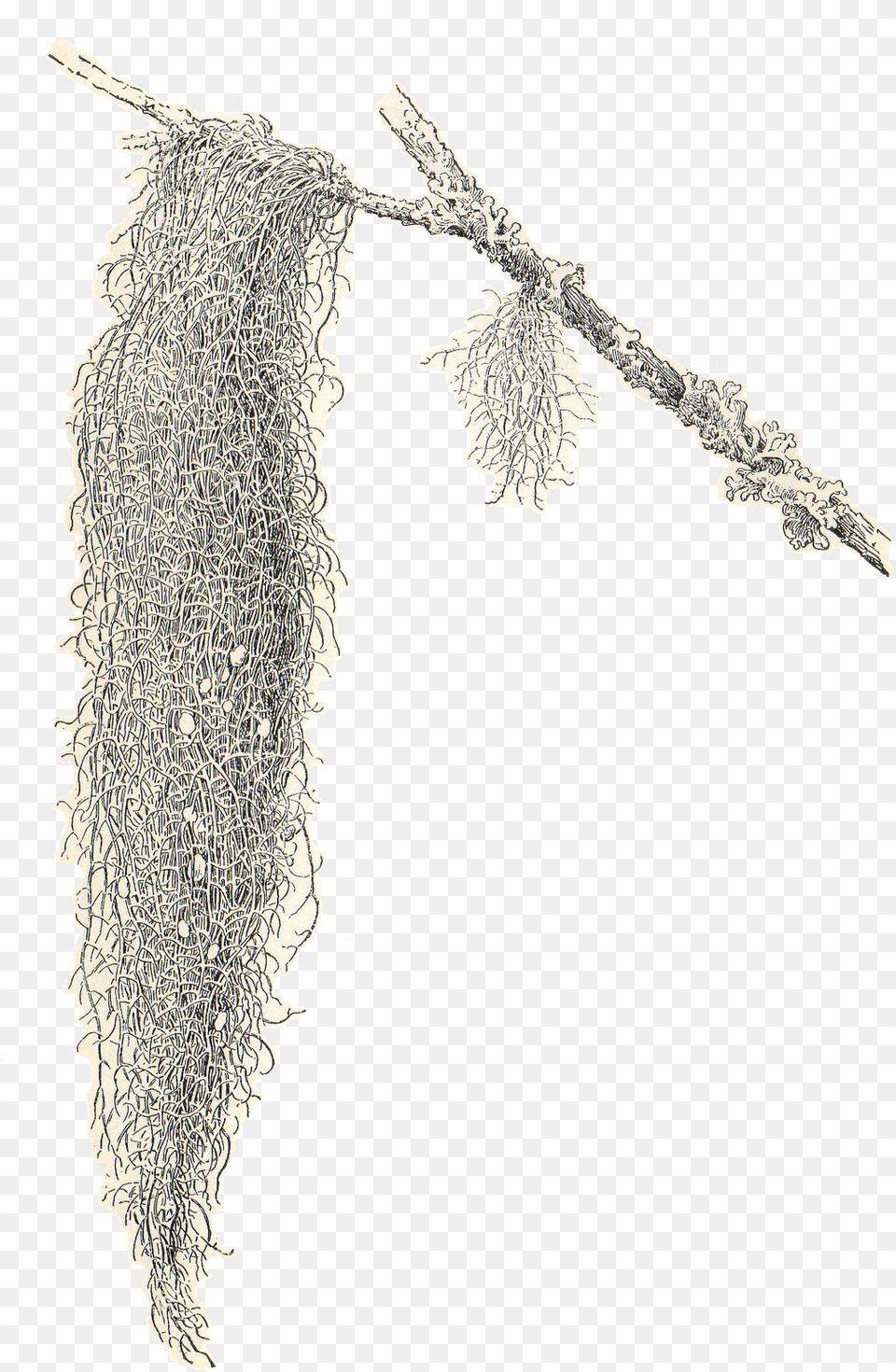 Transparent Spanish Clipart Spanish Moss Clipart, Ice, Outdoors, Blade, Dagger Png
