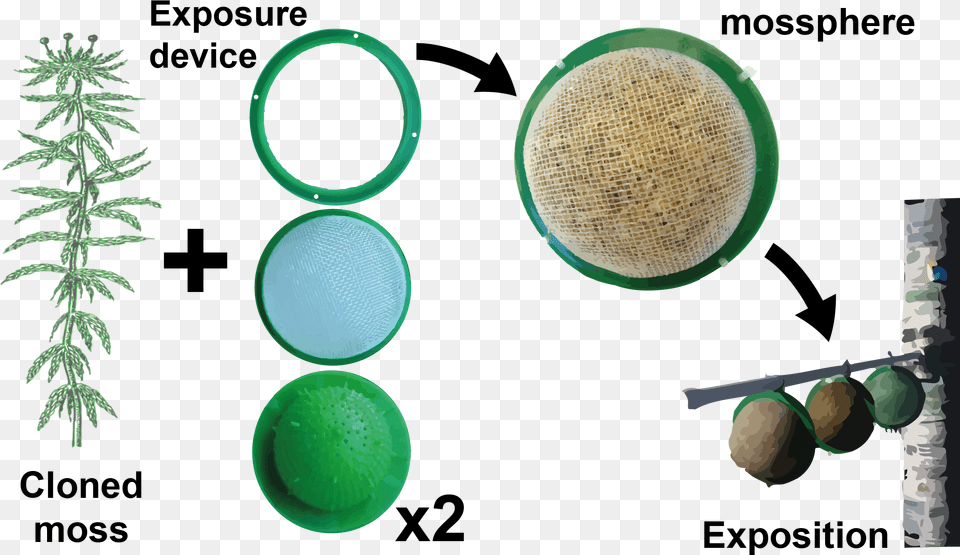 Spanish Moss Bioreactor For Air Pollution, Green, Plant, Sphere, Tree Free Transparent Png