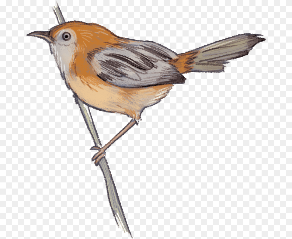 Transparent Sparrow European Robin, Animal, Bird, Finch, Wren Png