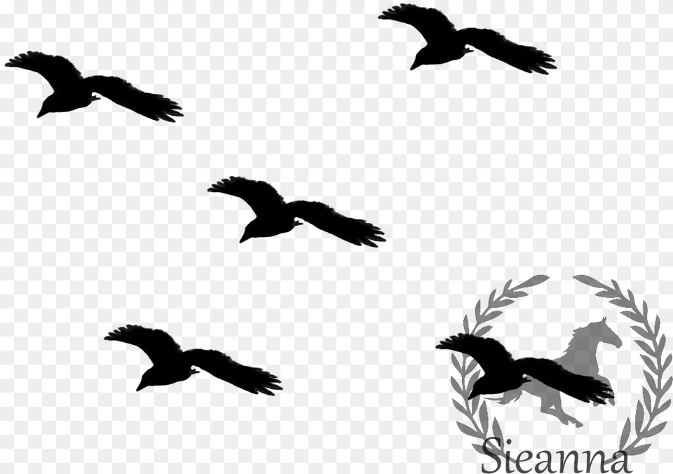 Sparrow Silhouette Black Birds Clip Art Free Transparent Png