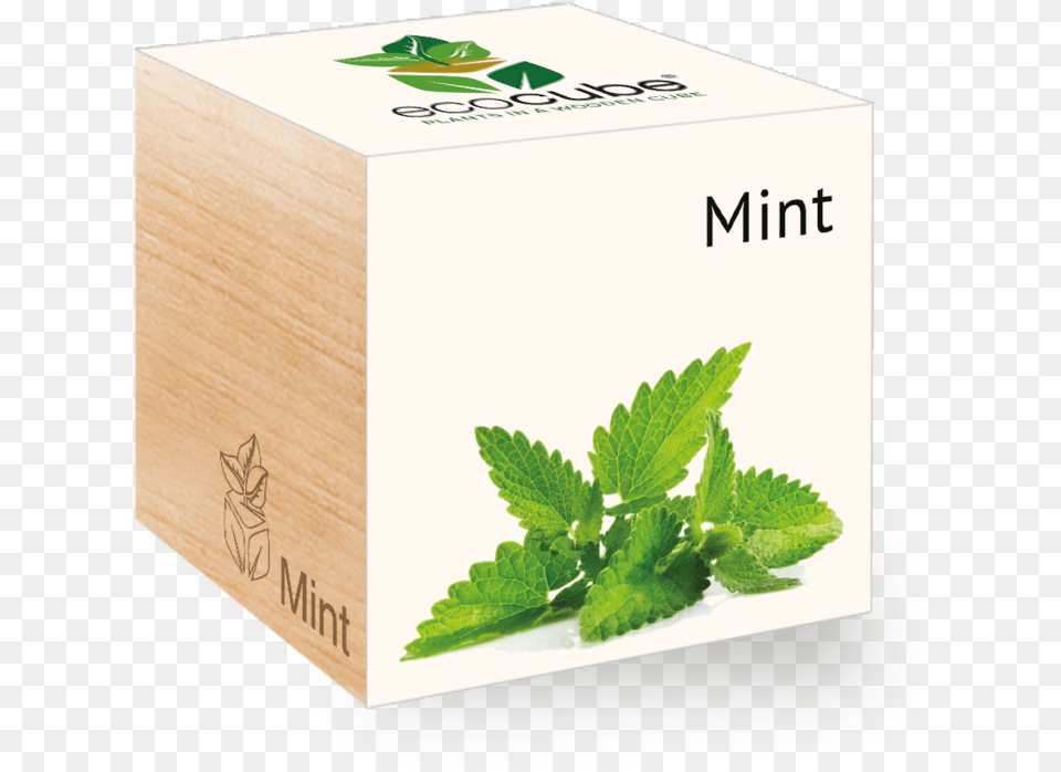 Transparent Spearmint Mentol Hoja, Herbal, Herbs, Mint, Plant Png Image