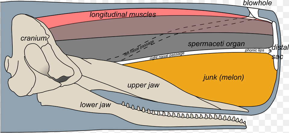 Transparent Sperm Whale Sperm Whale Head Anatomy, Smoke Pipe Png