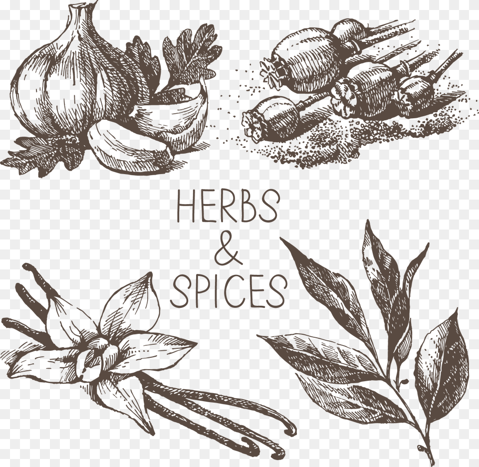 Spicy Clipart Spices Black And White, Art, Plant, Floral Design, Graphics Free Transparent Png
