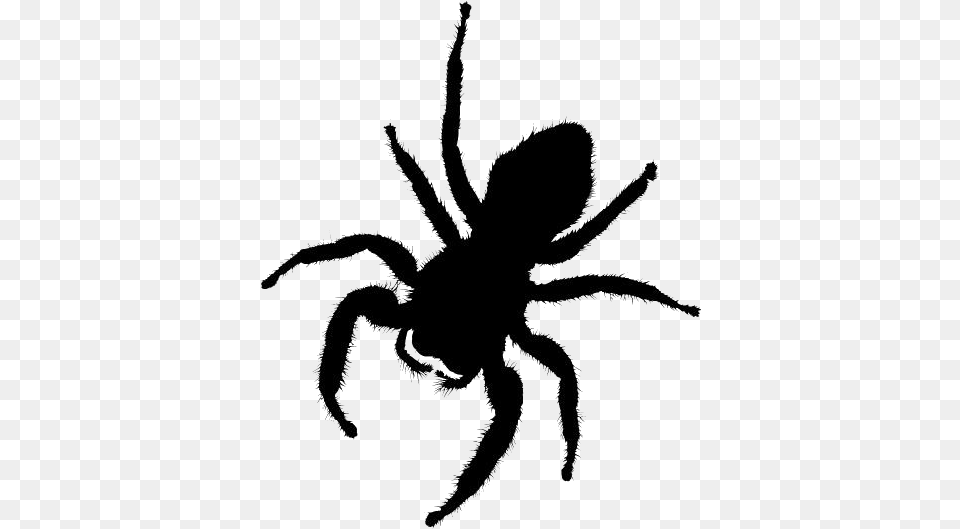 Transparent Spider Silhouette Spider Fantasy Spider, Animal, Invertebrate, Person Png Image