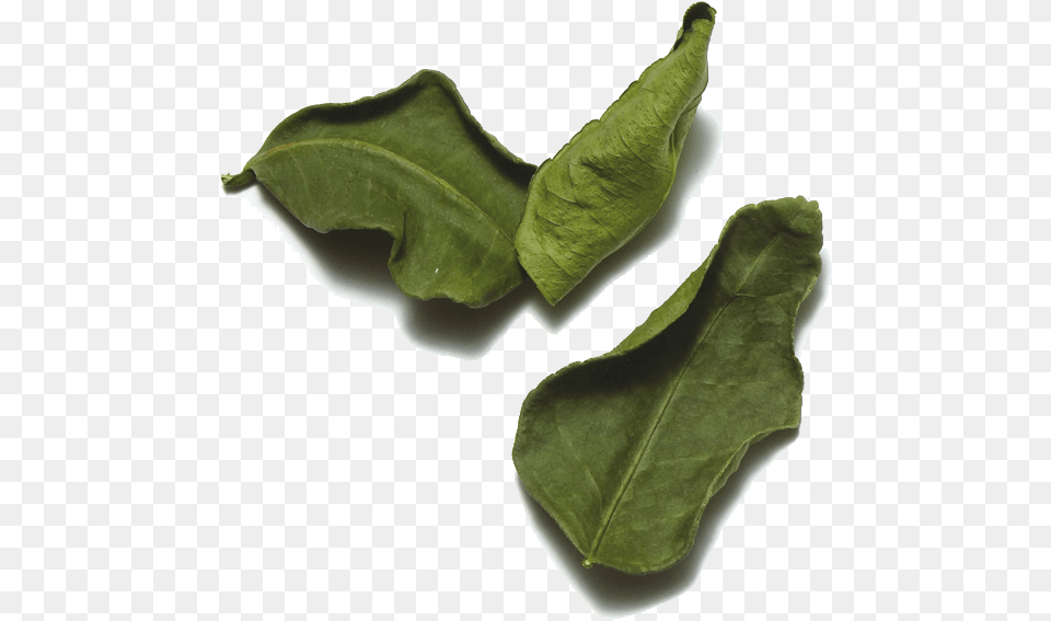 Transparent Spinach Leaf Gedroogd Limoenblad, Plant, Food, Produce, Leafy Green Vegetable Free Png