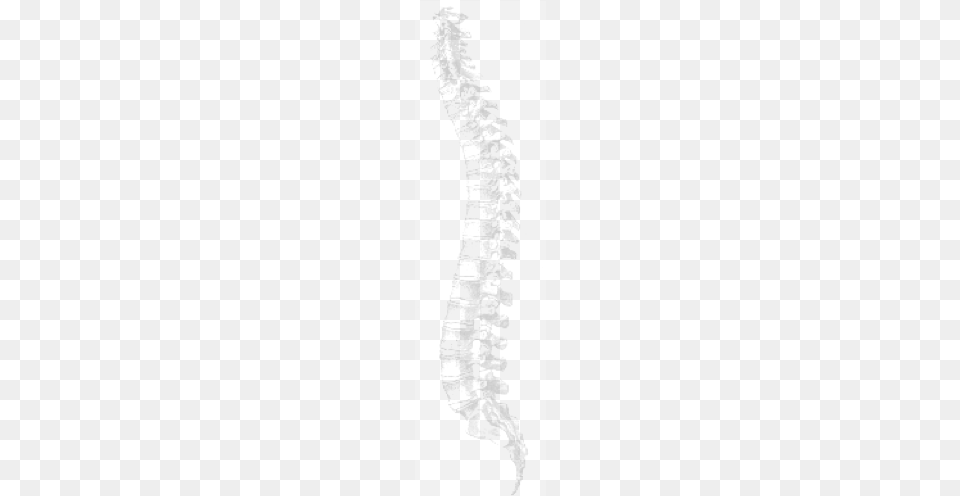 Transparent Spine, Art, Drawing Free Png